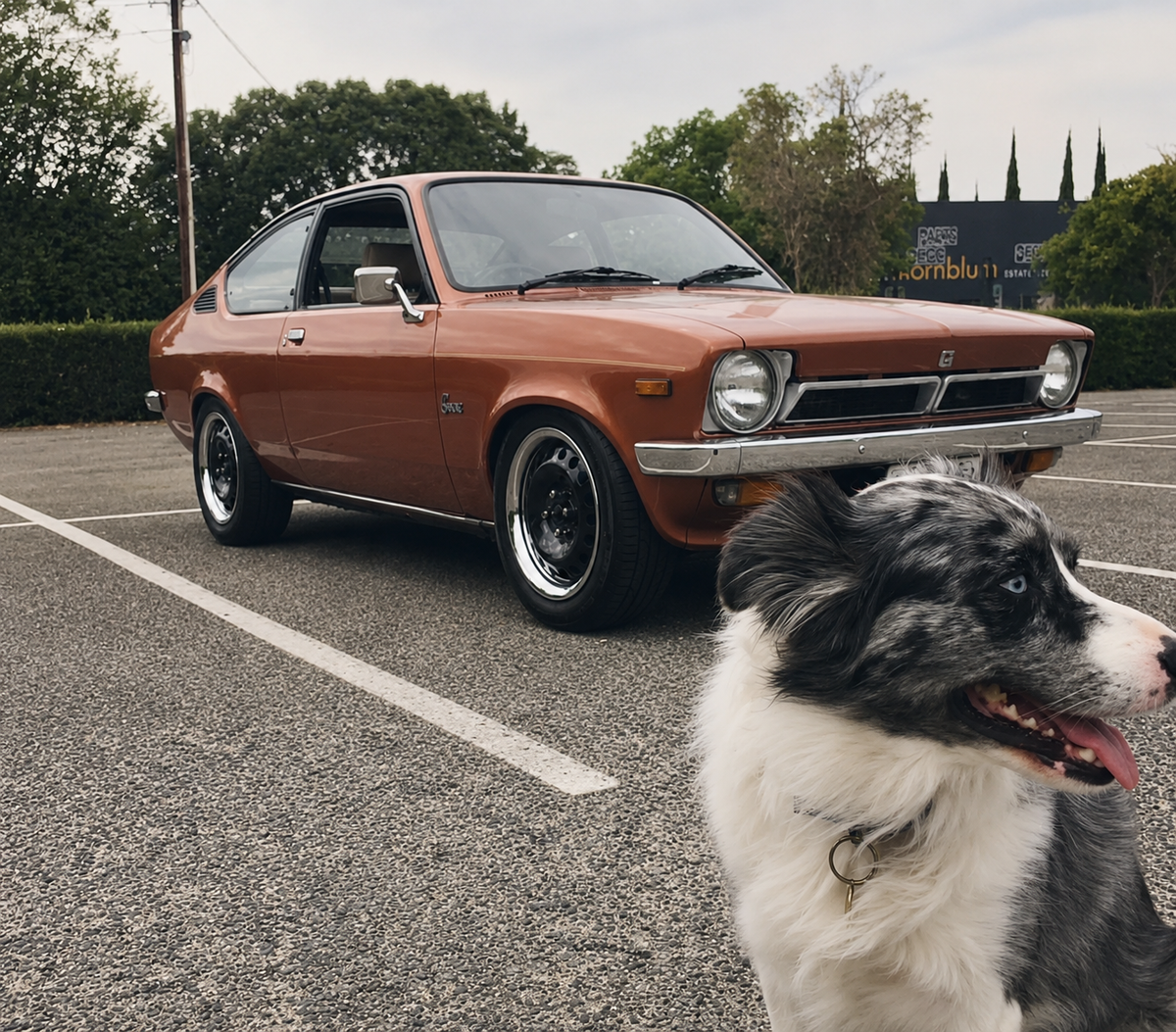 Holden Gemini coupe with dog